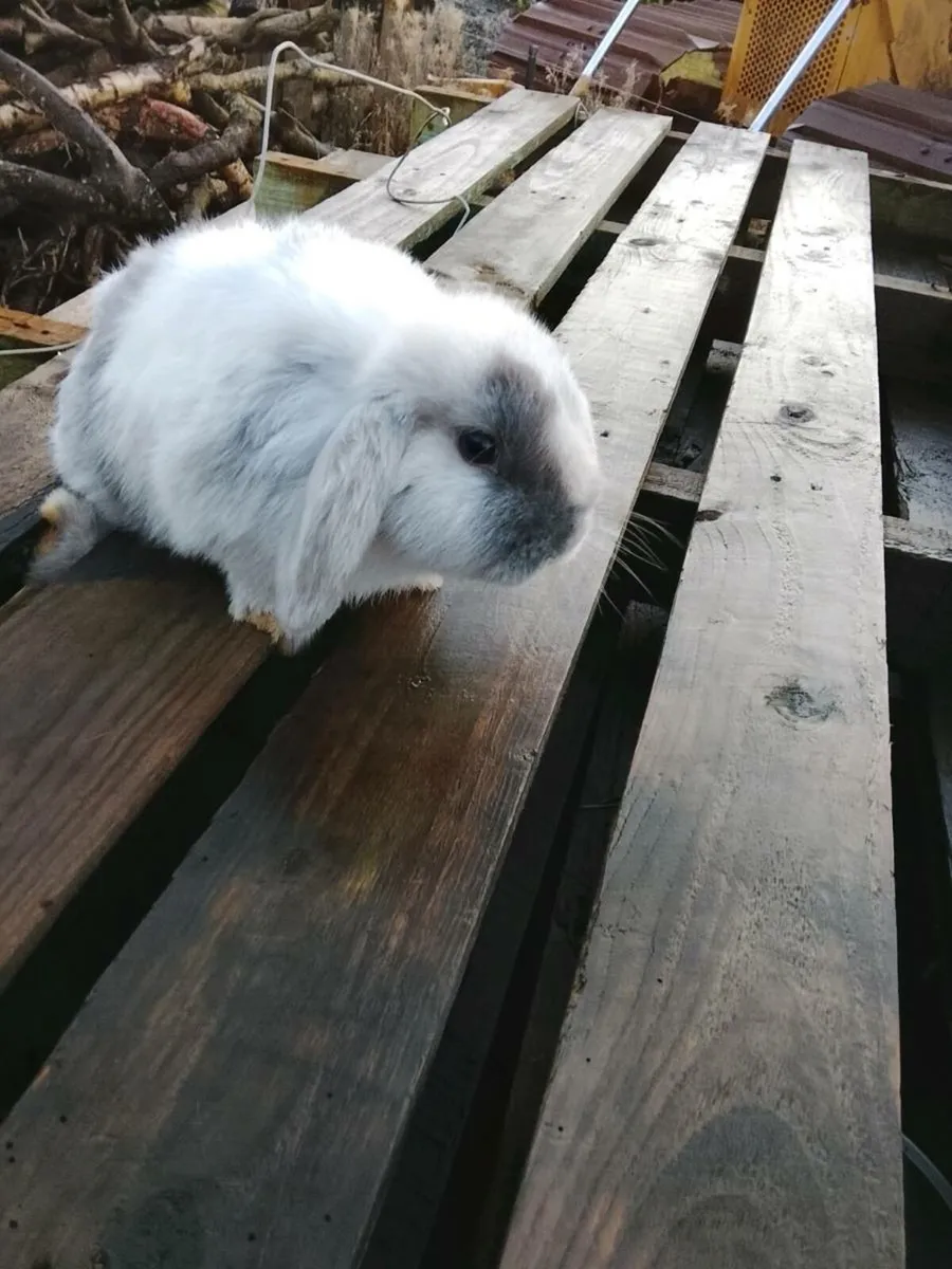 2 female bunnies - Image 2