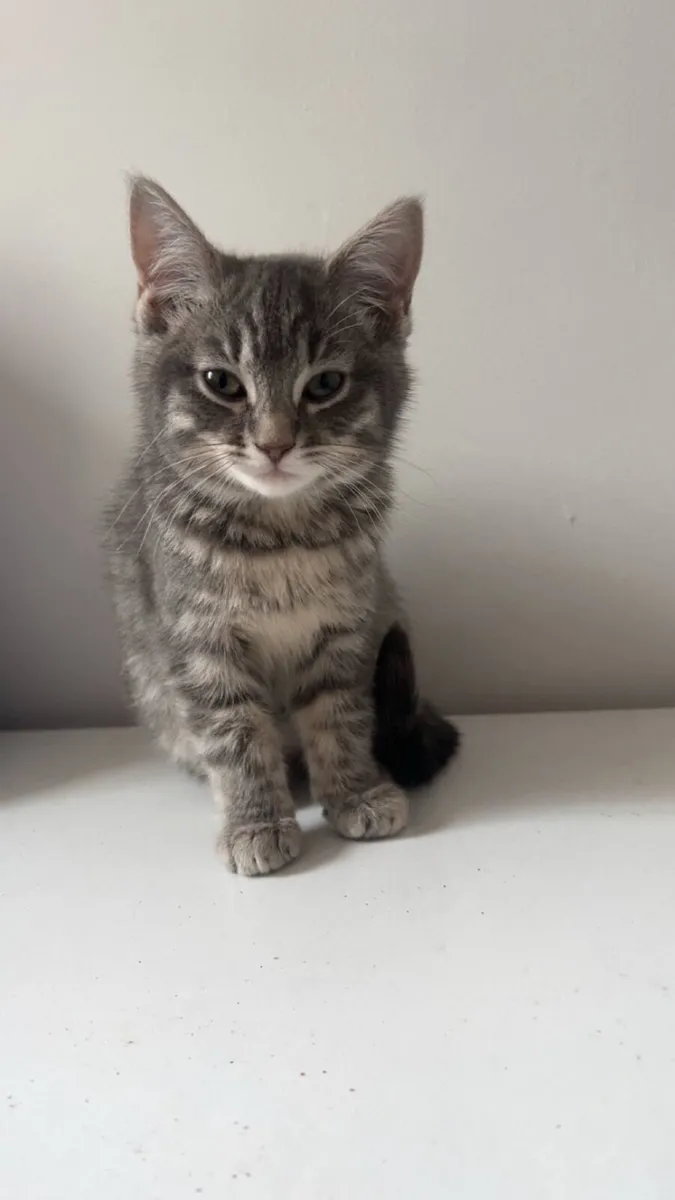 🐈 - Image 4