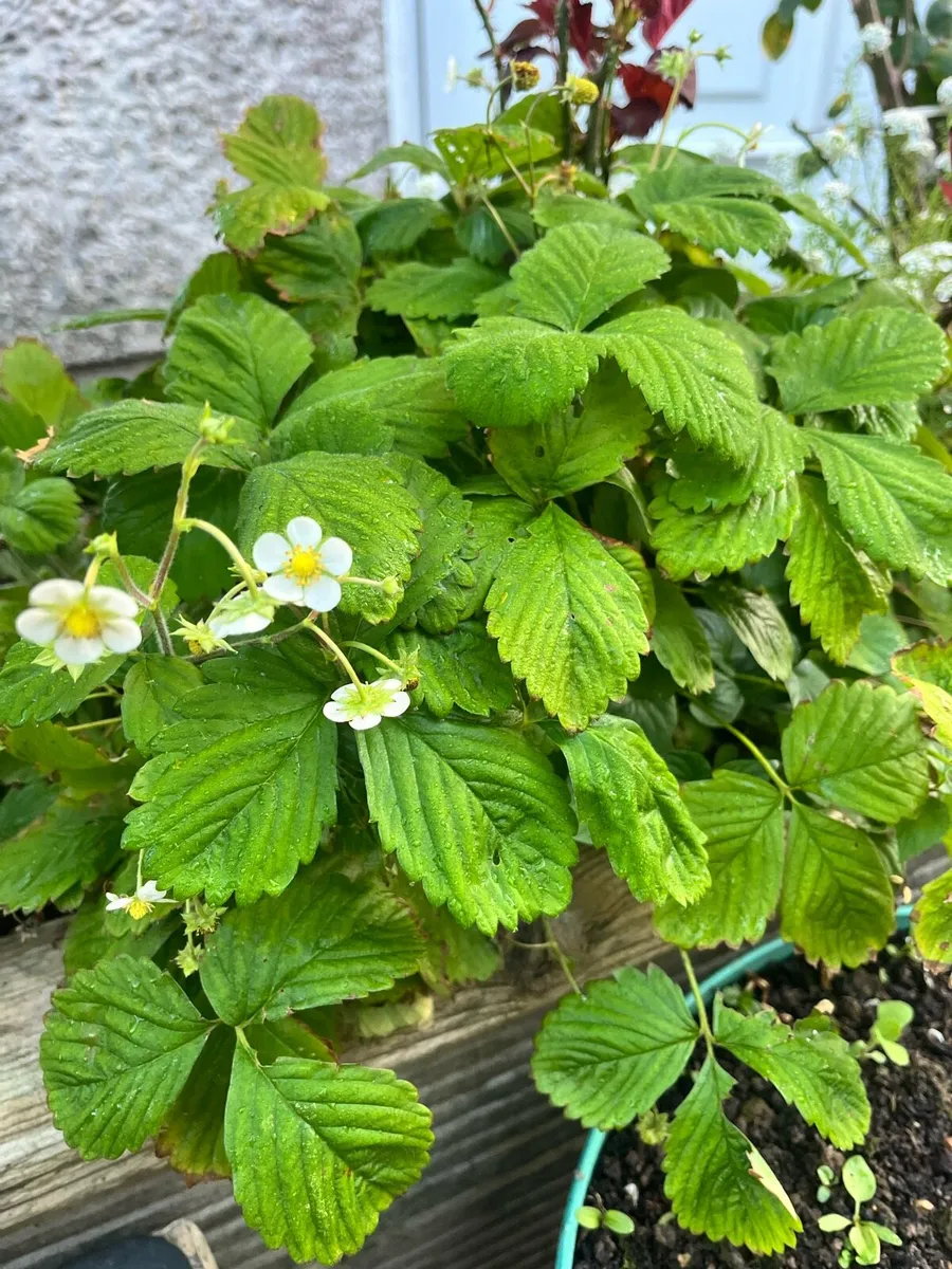 20 Strawberry bushes - Image 1