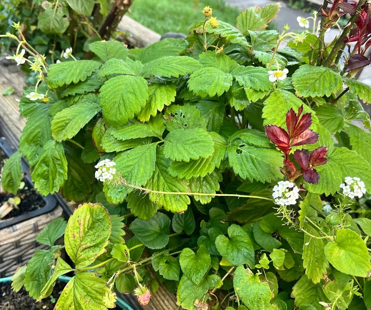 20 Strawberry bushes - Image 2