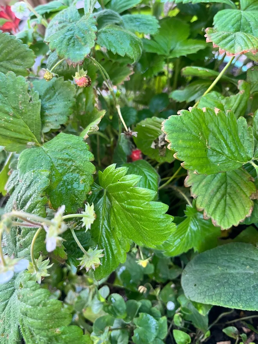 20 Strawberry bushes - Image 3