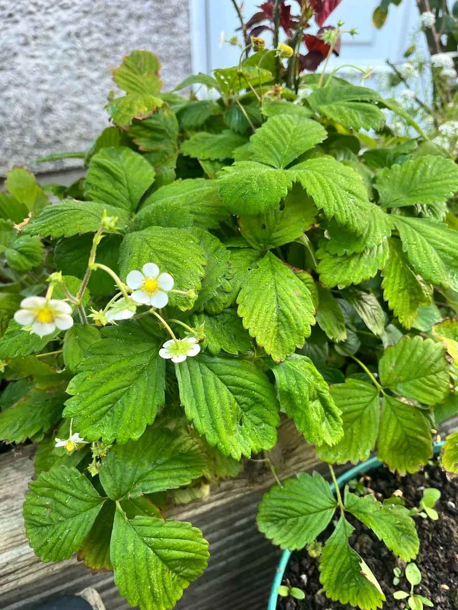 20 Strawberry bushes - Image 4