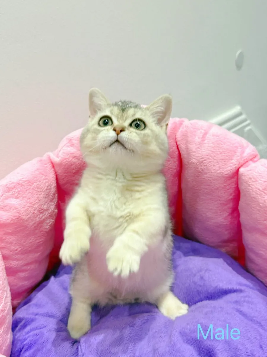 Purebred British Shorthair kittens TICA registered - Image 1