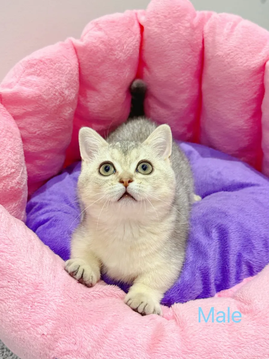 Purebred British Shorthair kittens TICA registered - Image 2