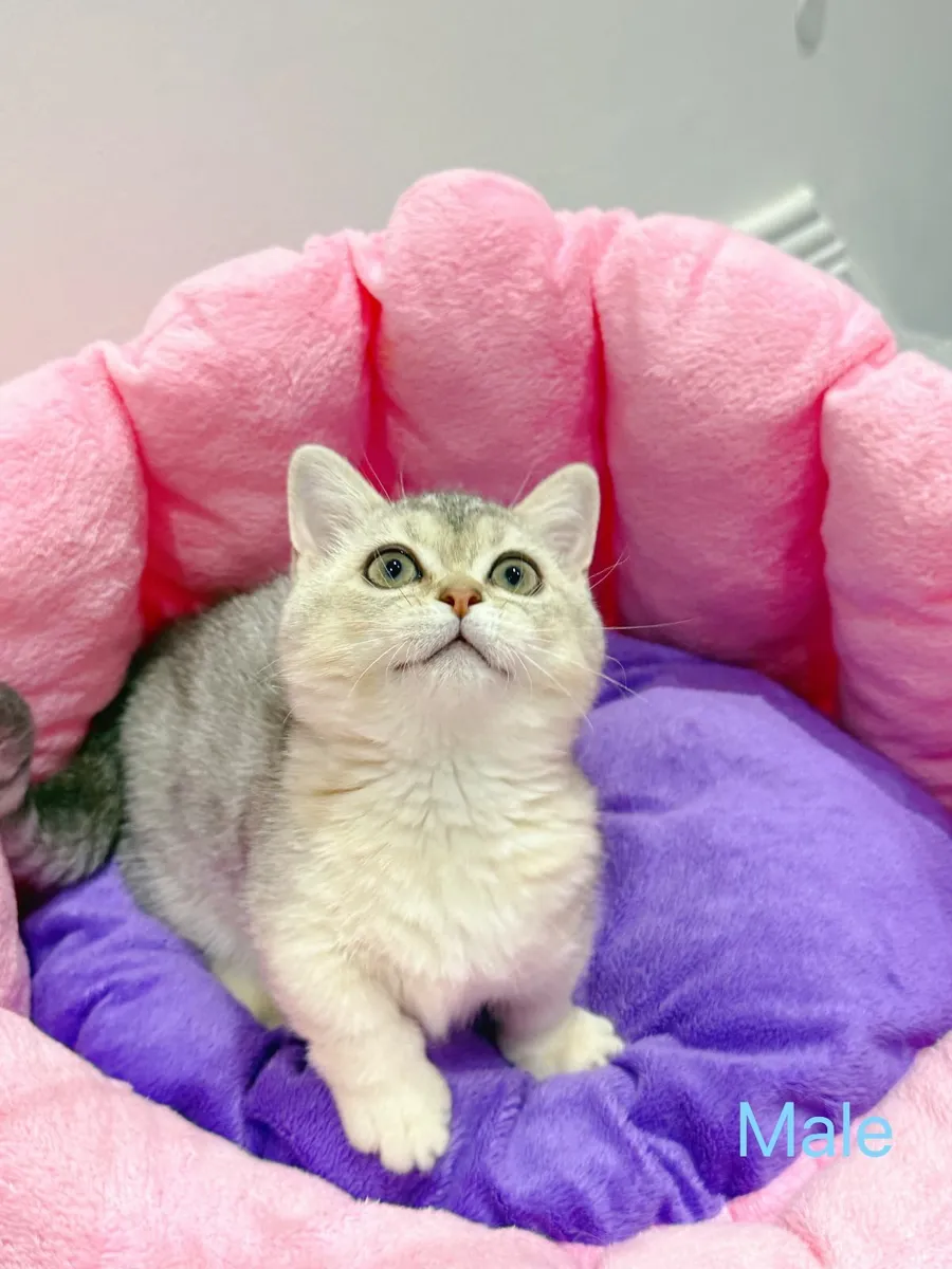 Purebred British Shorthair kittens TICA registered - Image 3