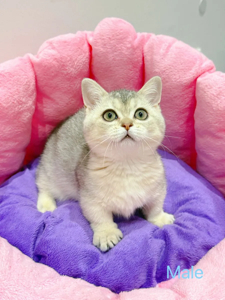 Purebred British Shorthair kittens TICA registered - Image 4