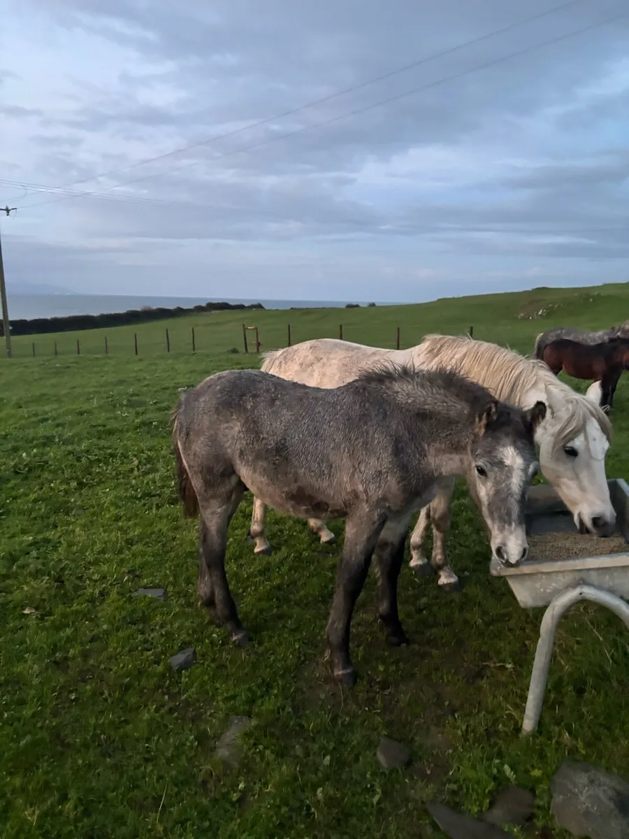Connemara colt foal - Image 1