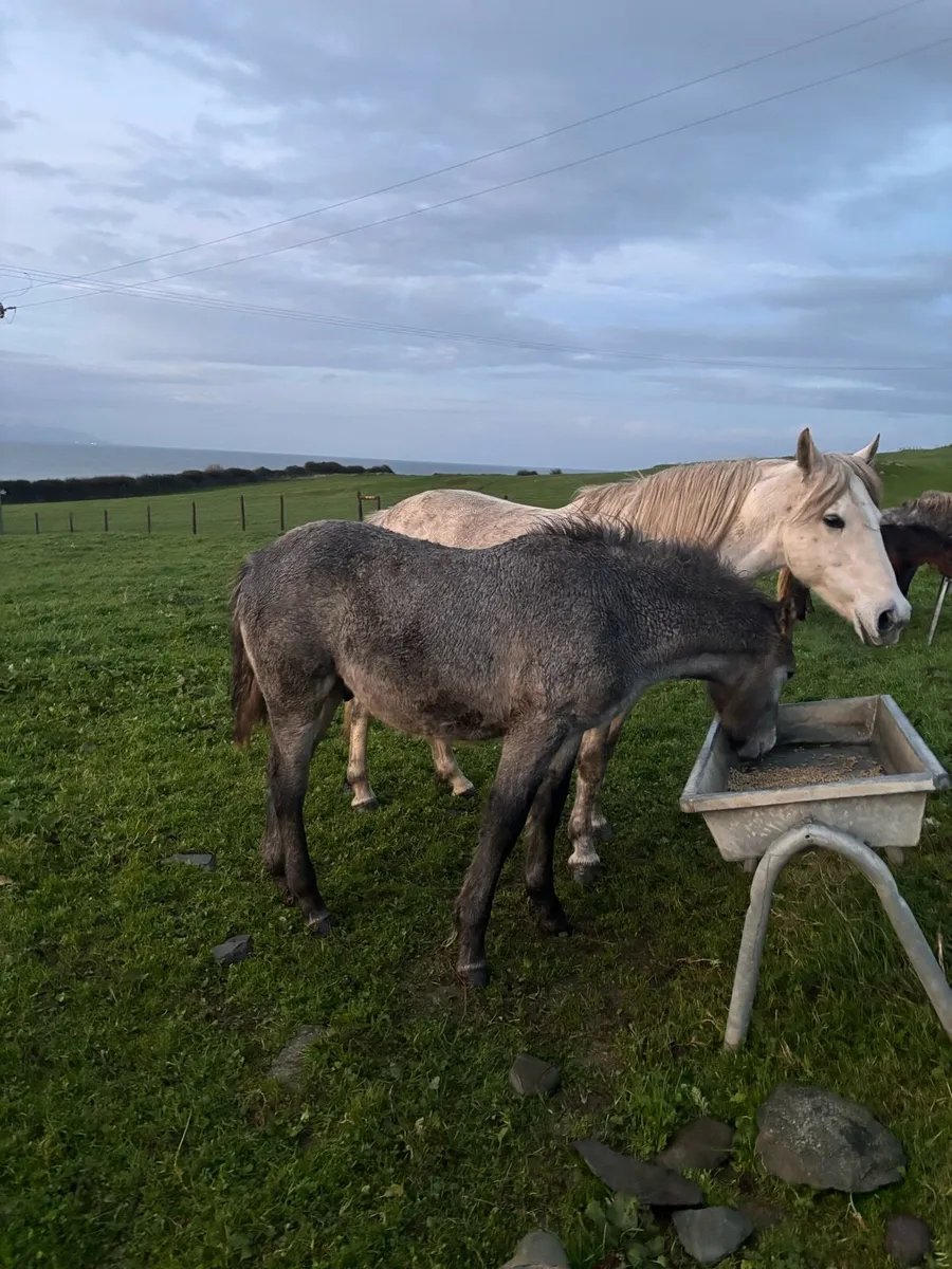 Connemara colt foal - Image 2