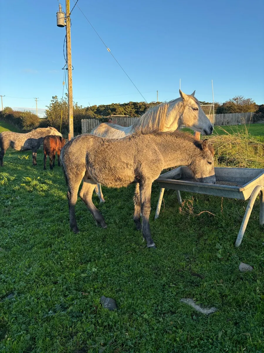 Connemara colt foal - Image 3
