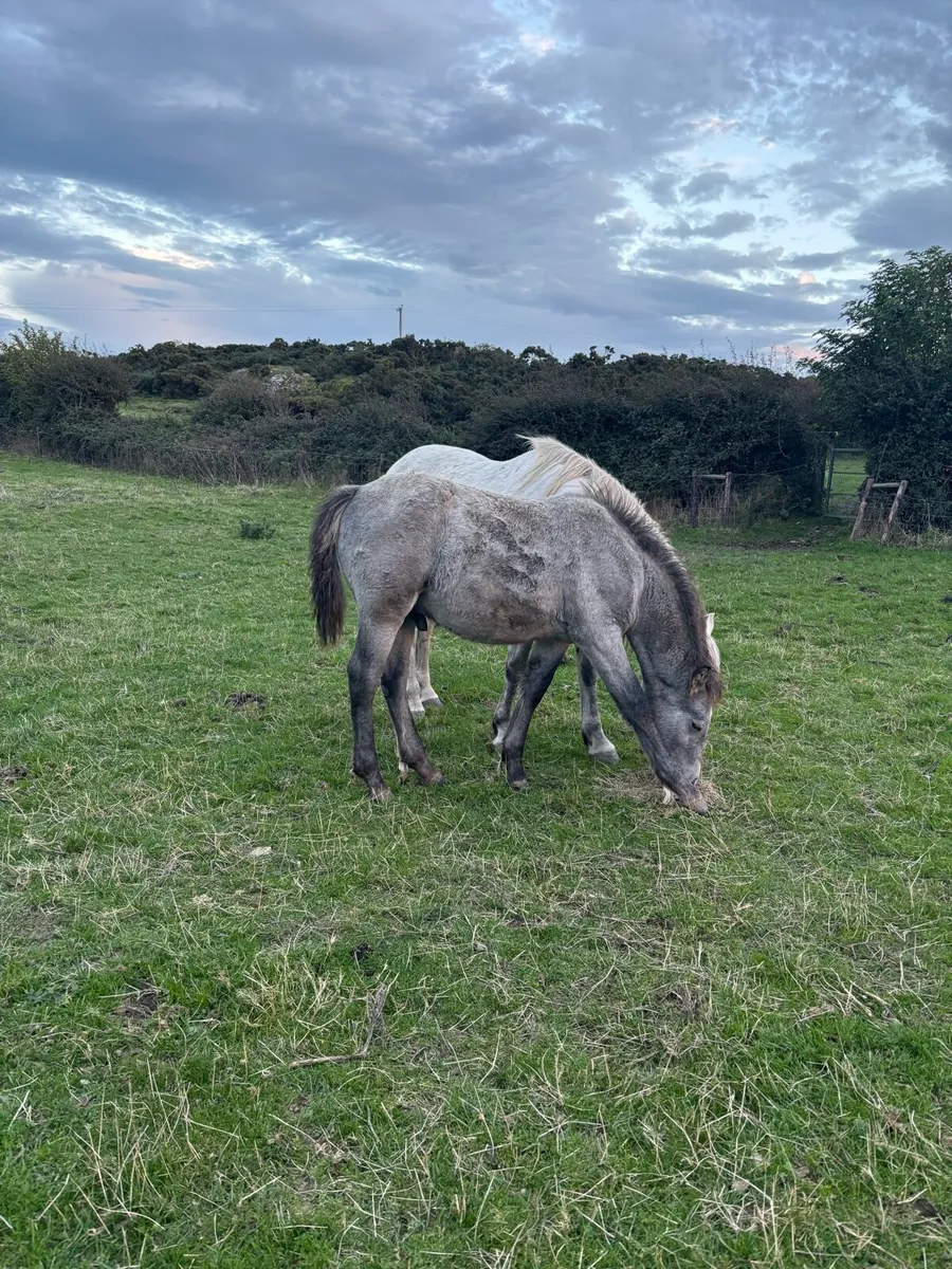 Connemara colt foal - Image 4