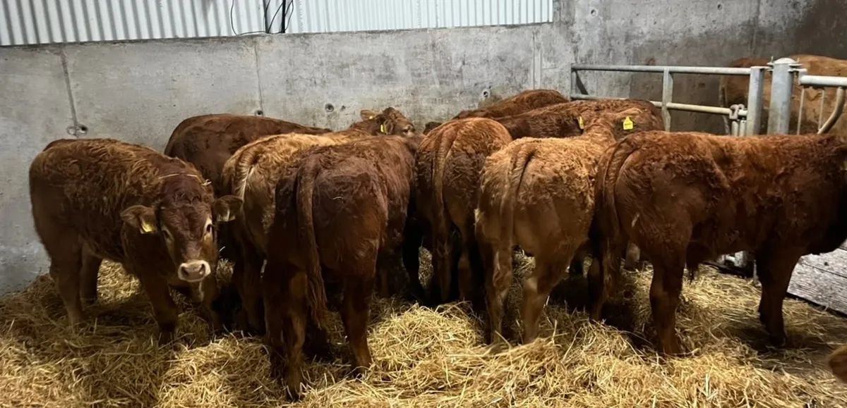 Limousin Bull Weanlings