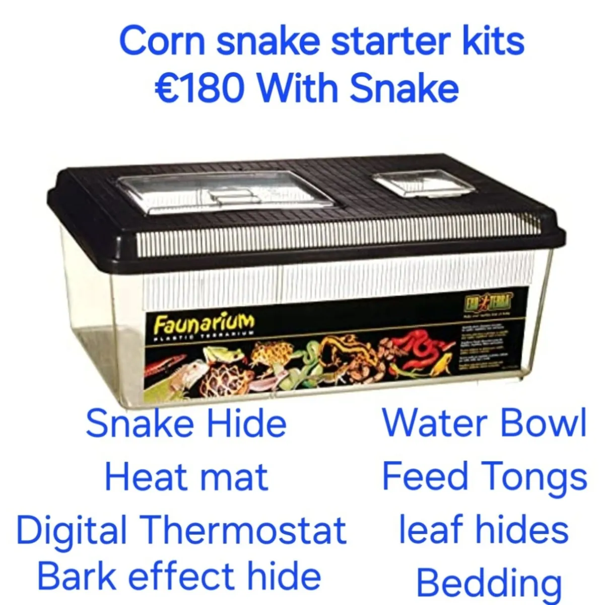 Corn Snakes 🐍 - Image 2