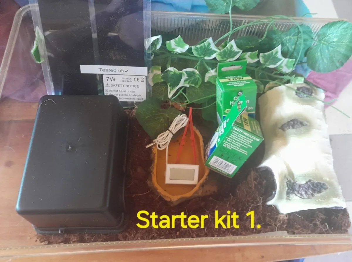 Corn Snakes 🐍 - Image 3