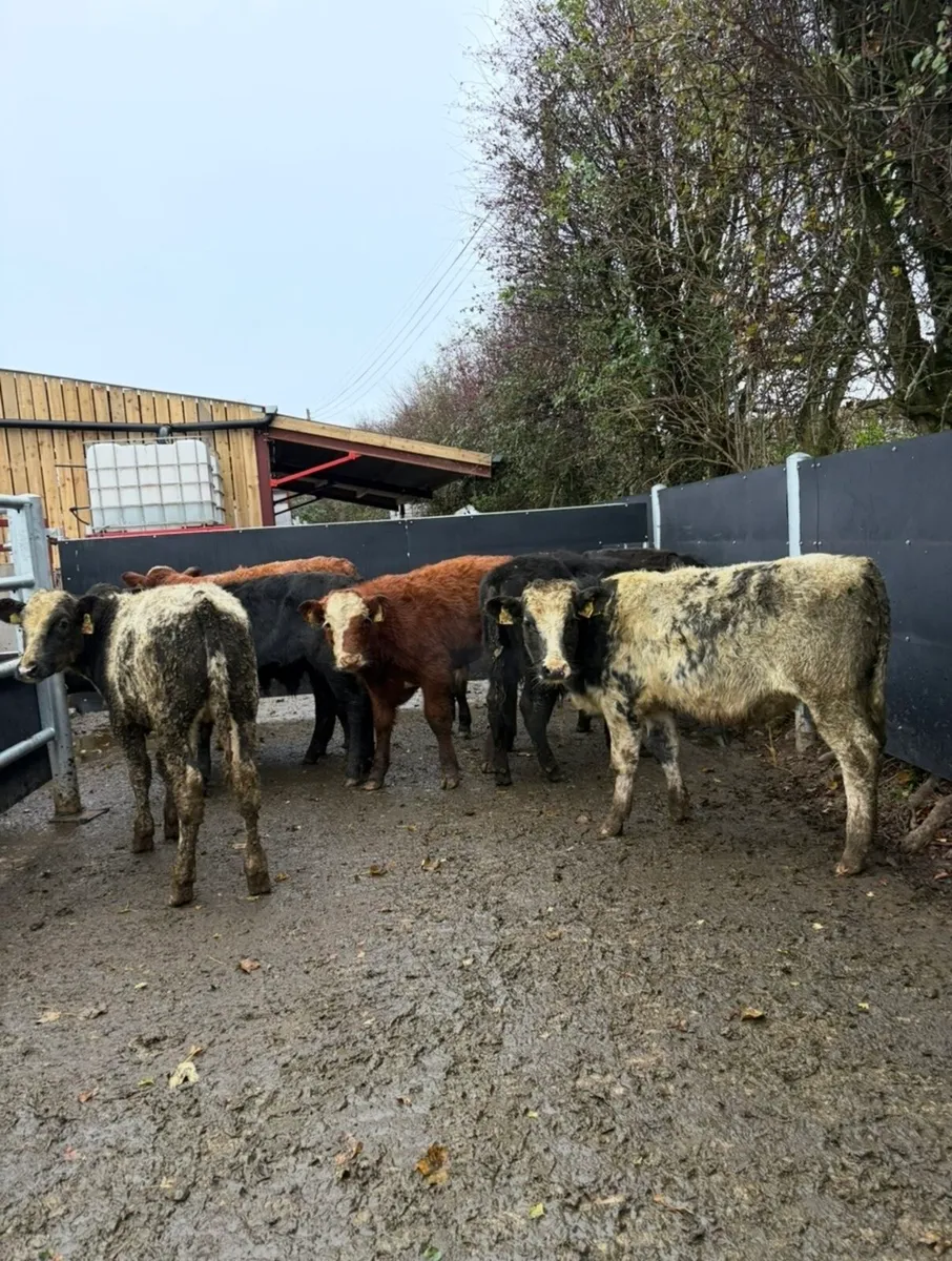 9 super quality bull Weanlings for sale - Image 1