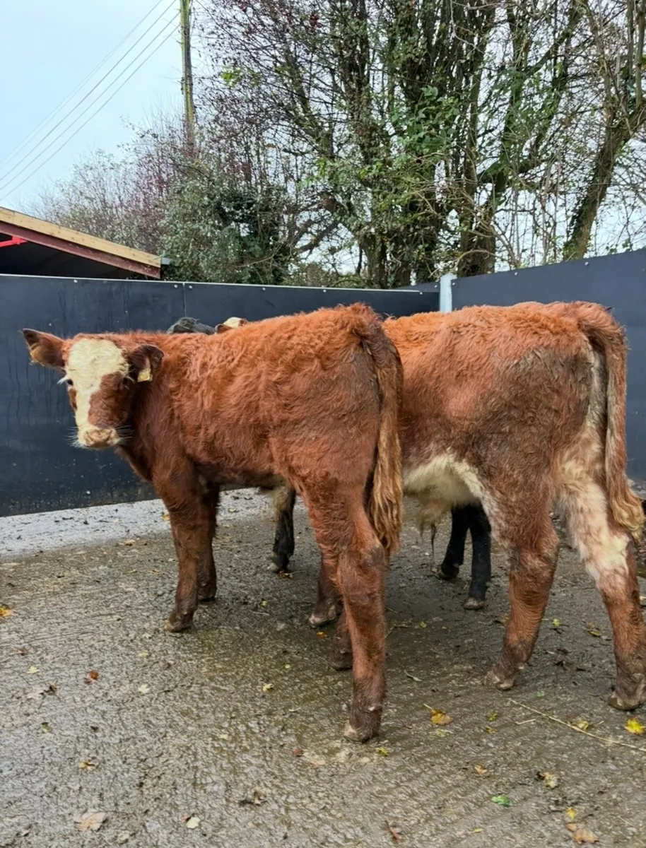9 super quality bull Weanlings for sale - Image 2