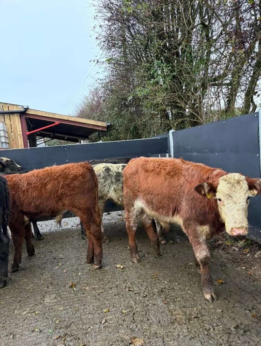9 super quality bull Weanlings for sale - Image 3