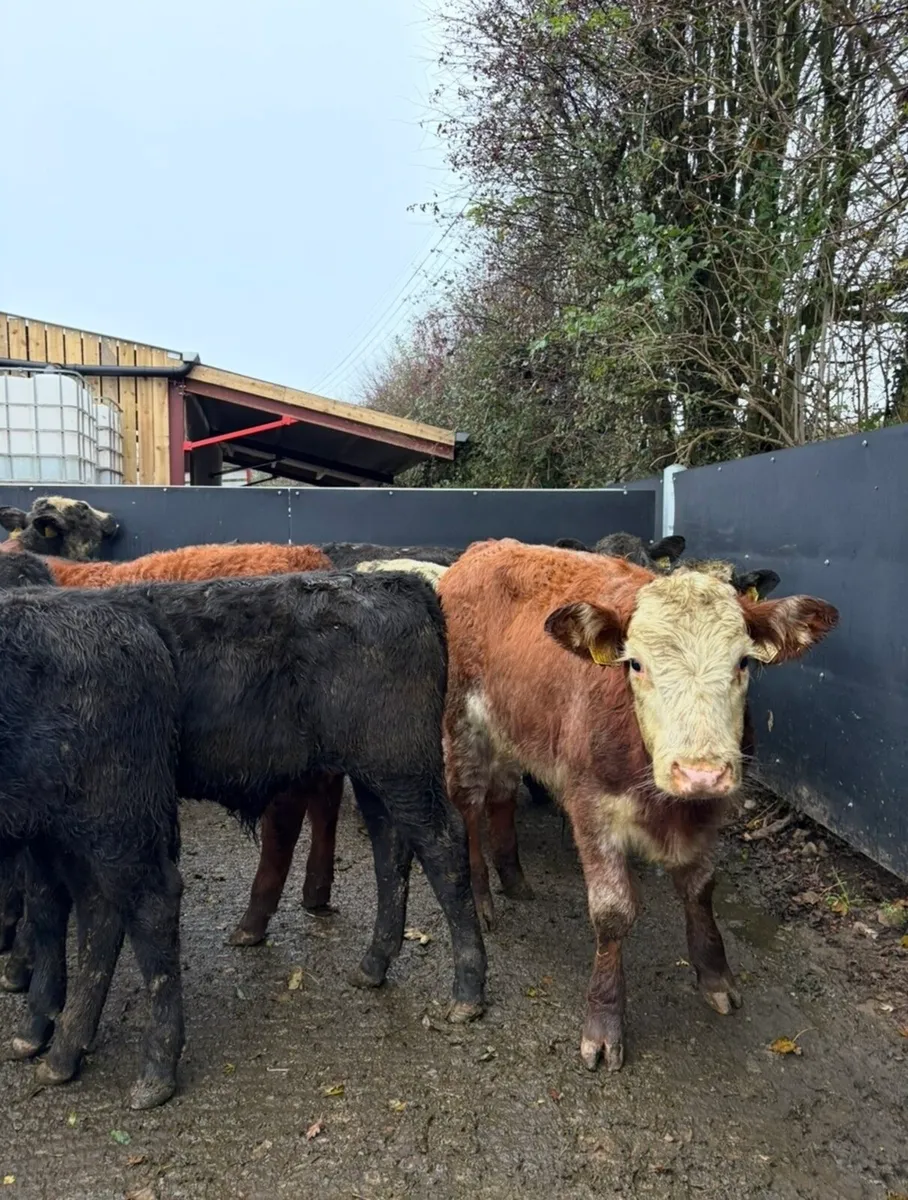 9 super quality bull Weanlings for sale - Image 4