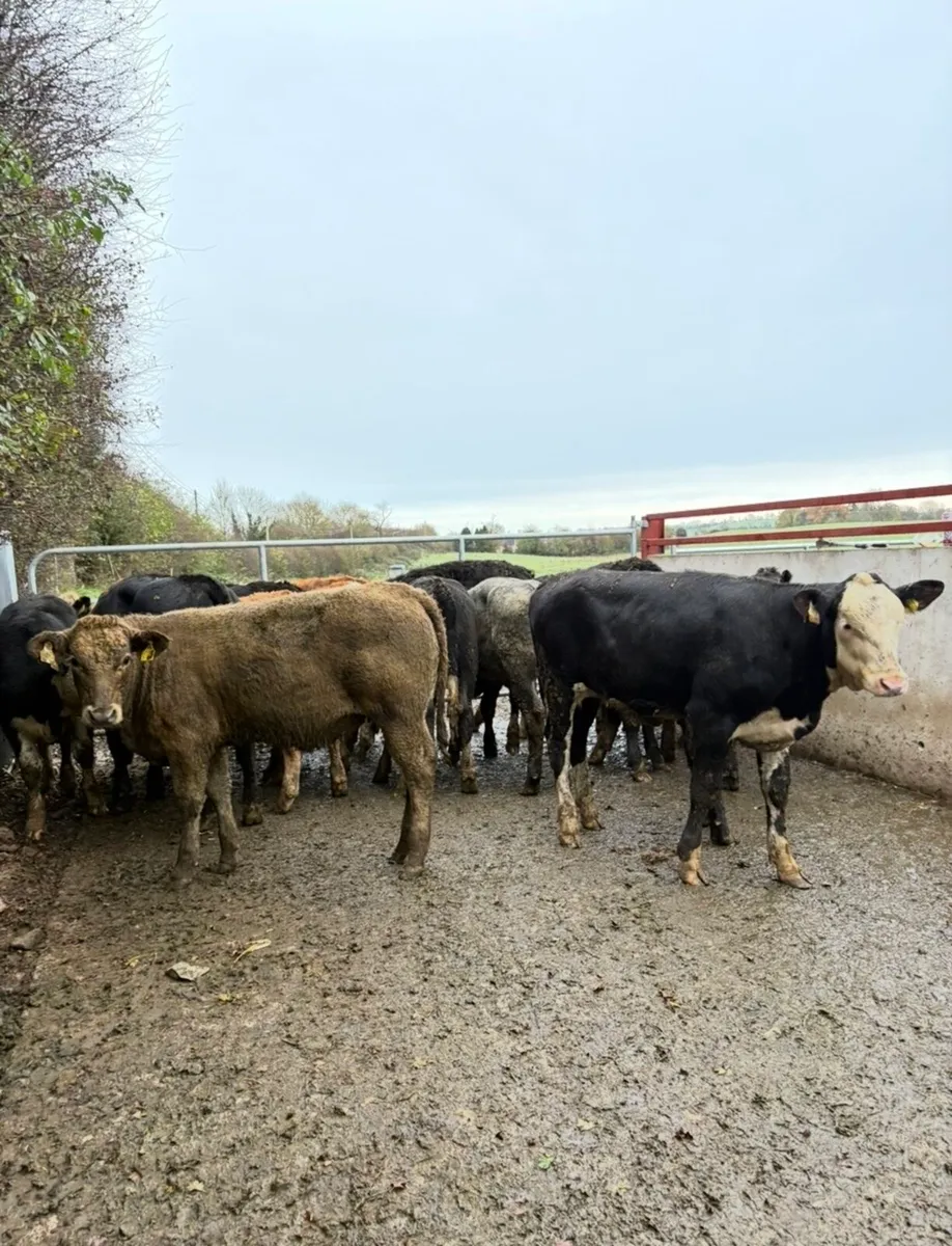 15 super super Weanling heifers - Image 1