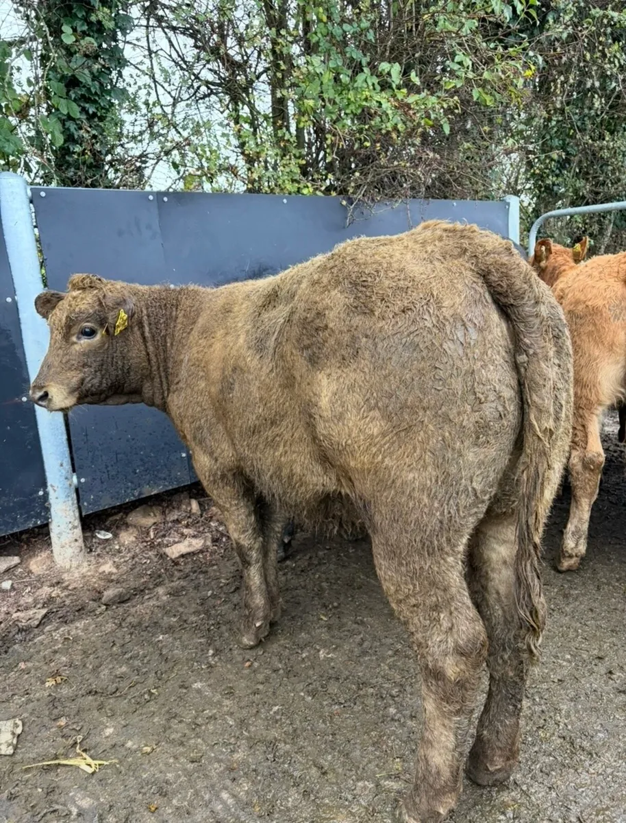 15 super super Weanling heifers - Image 2