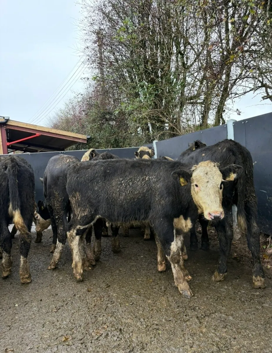 15 super super Weanling heifers - Image 3