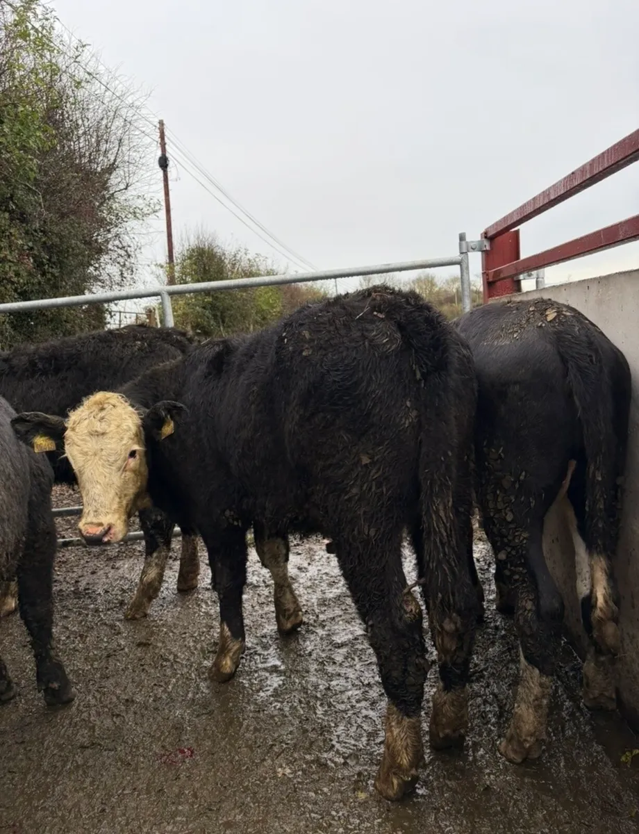 15 super super Weanling heifers - Image 4