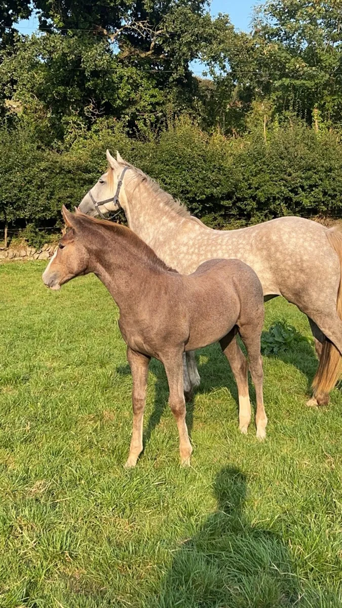 Roan Foal.  Conny x Irish Draught ,
