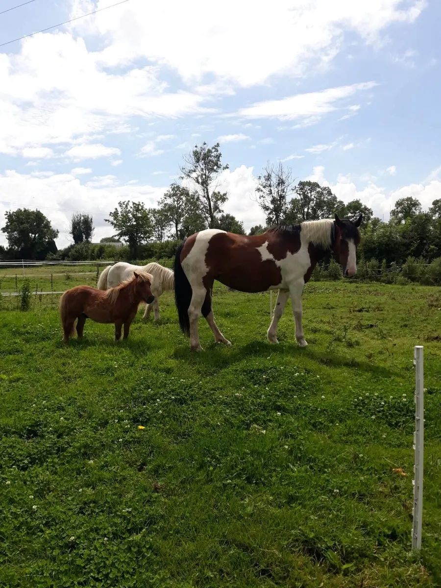 Broodmare or companion - Image 2