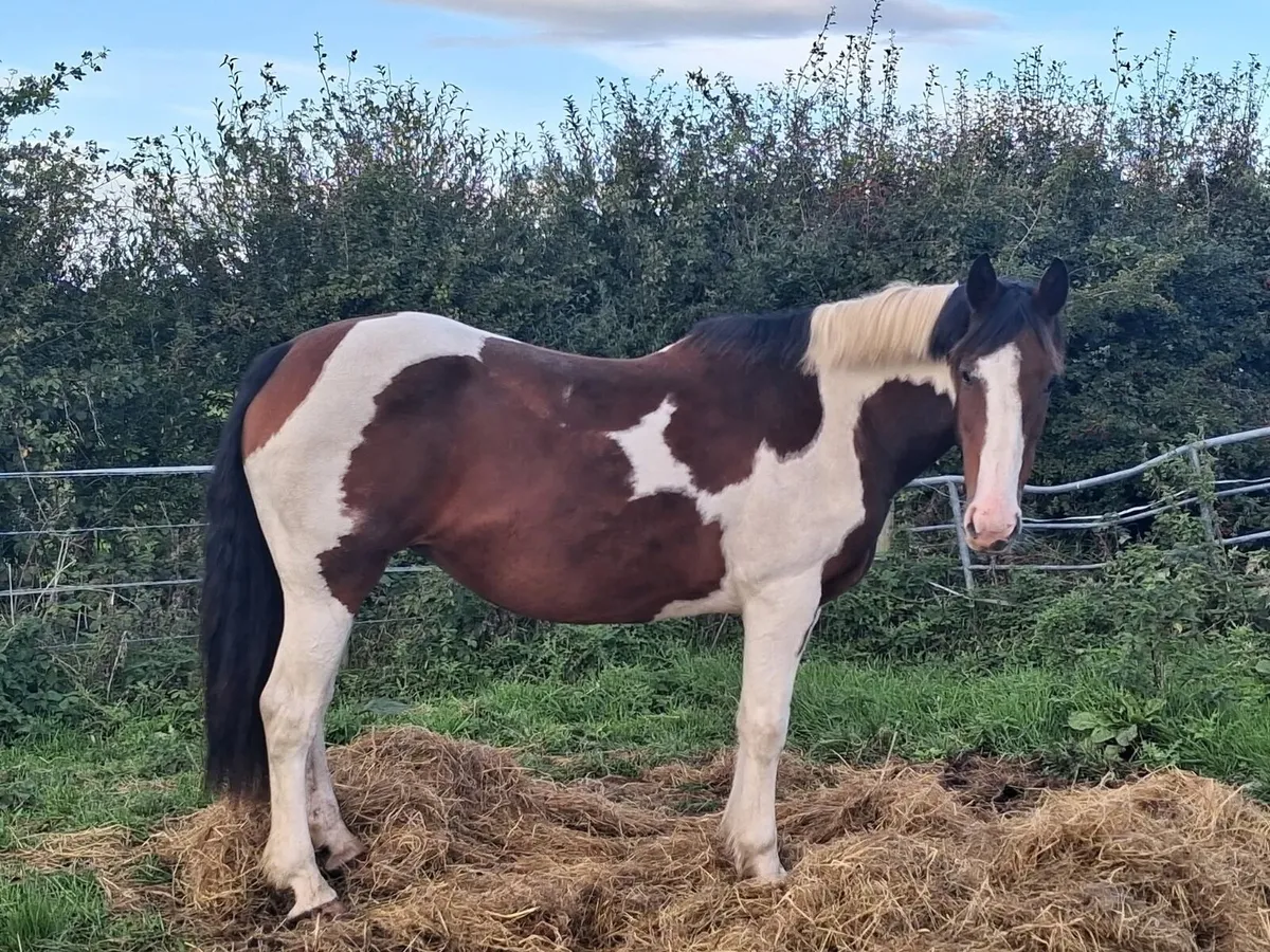 Broodmare or companion - Image 4