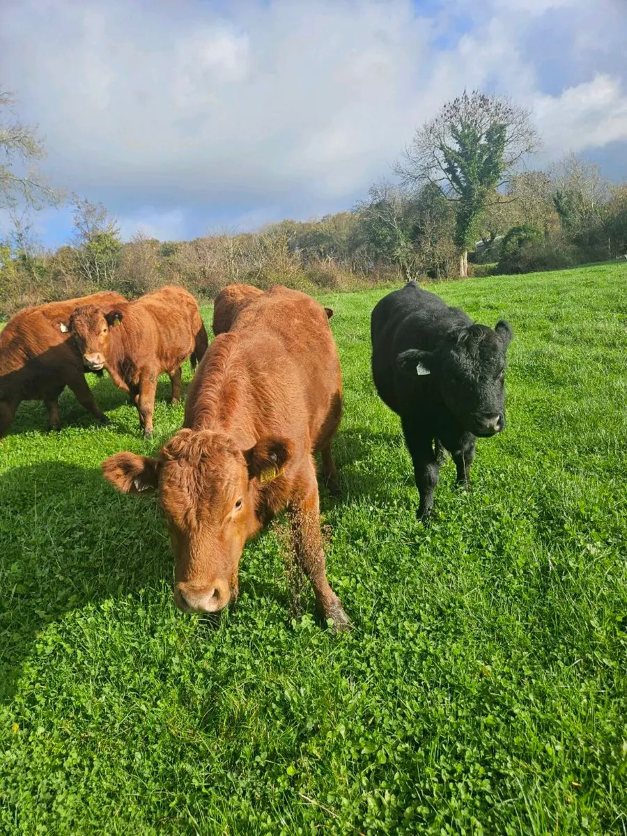 Organic Cattle - Image 1