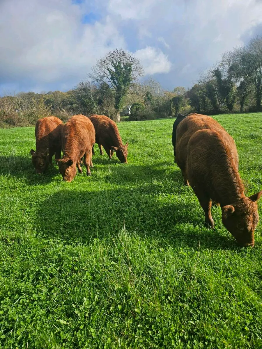 Organic Cattle - Image 2