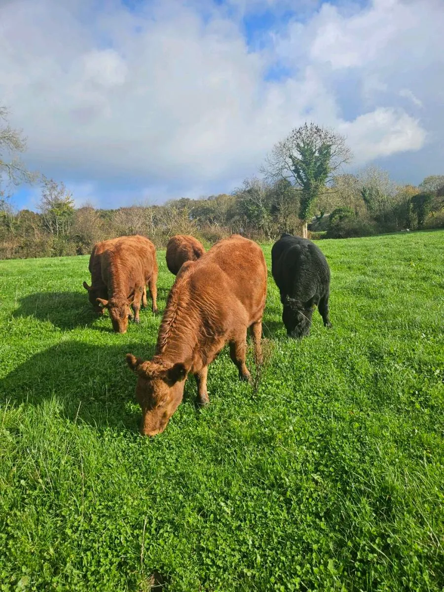 Organic Cattle - Image 3