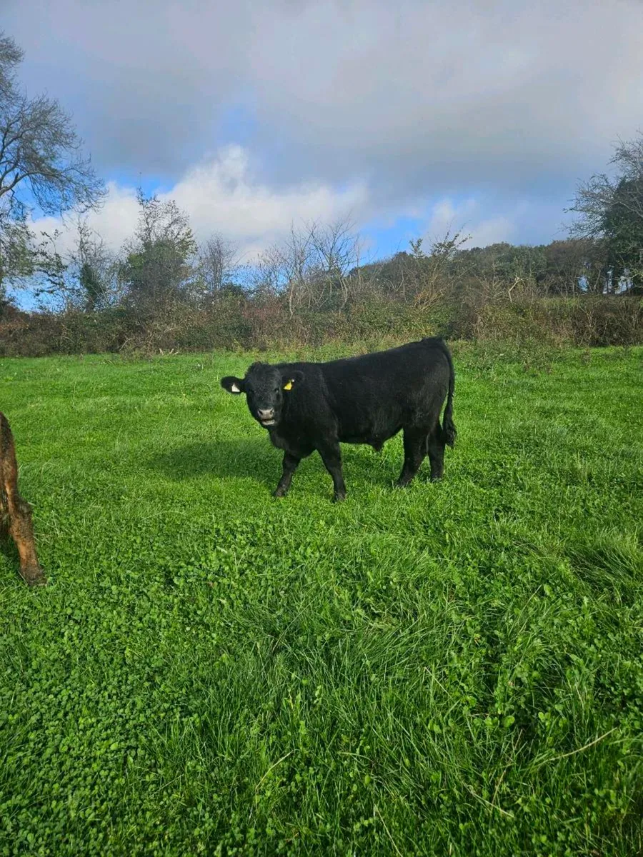 Organic Cattle - Image 4