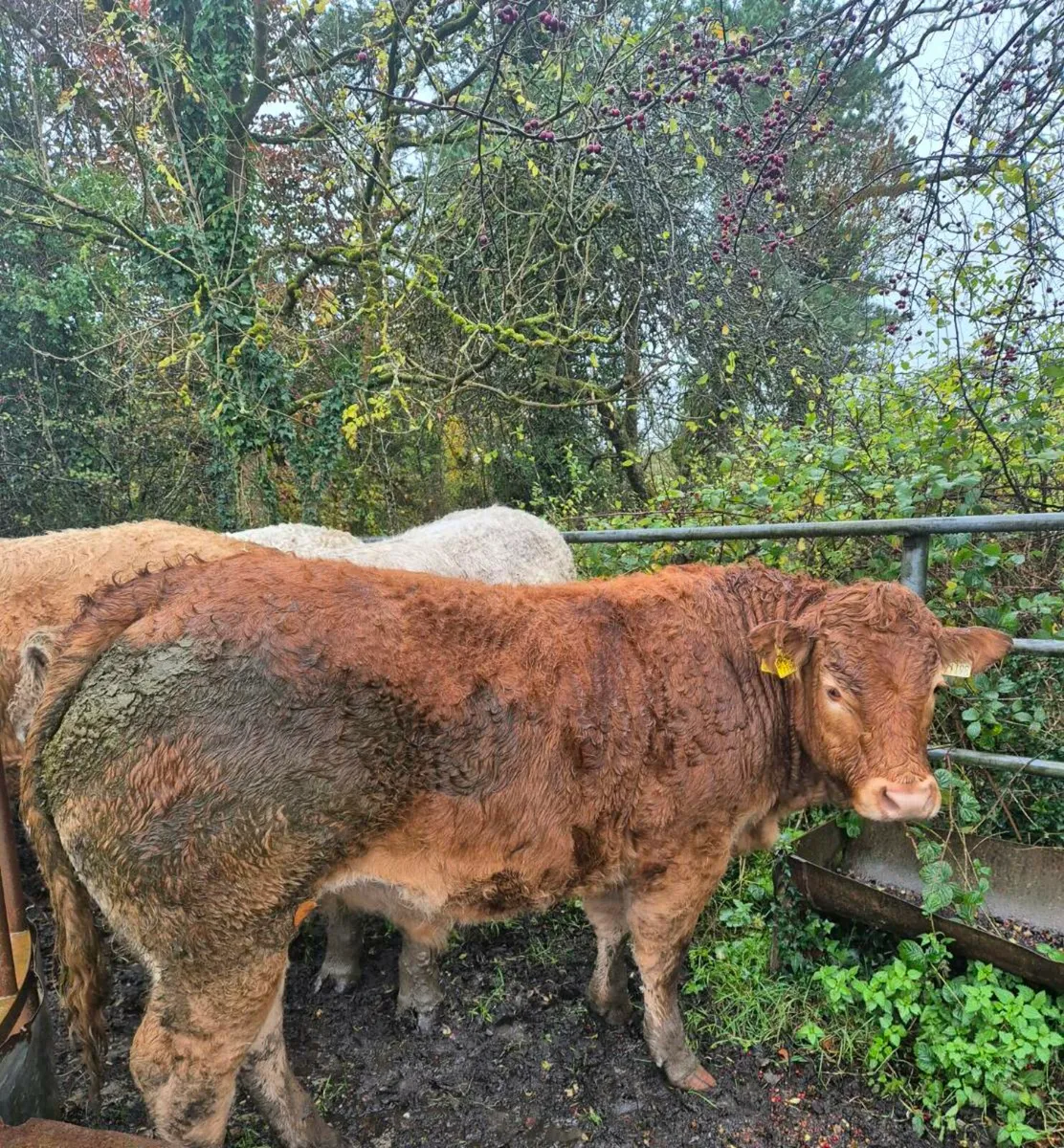 4 Smashing Bullocks Pen 106 @ Roscommon Mart - Image 1