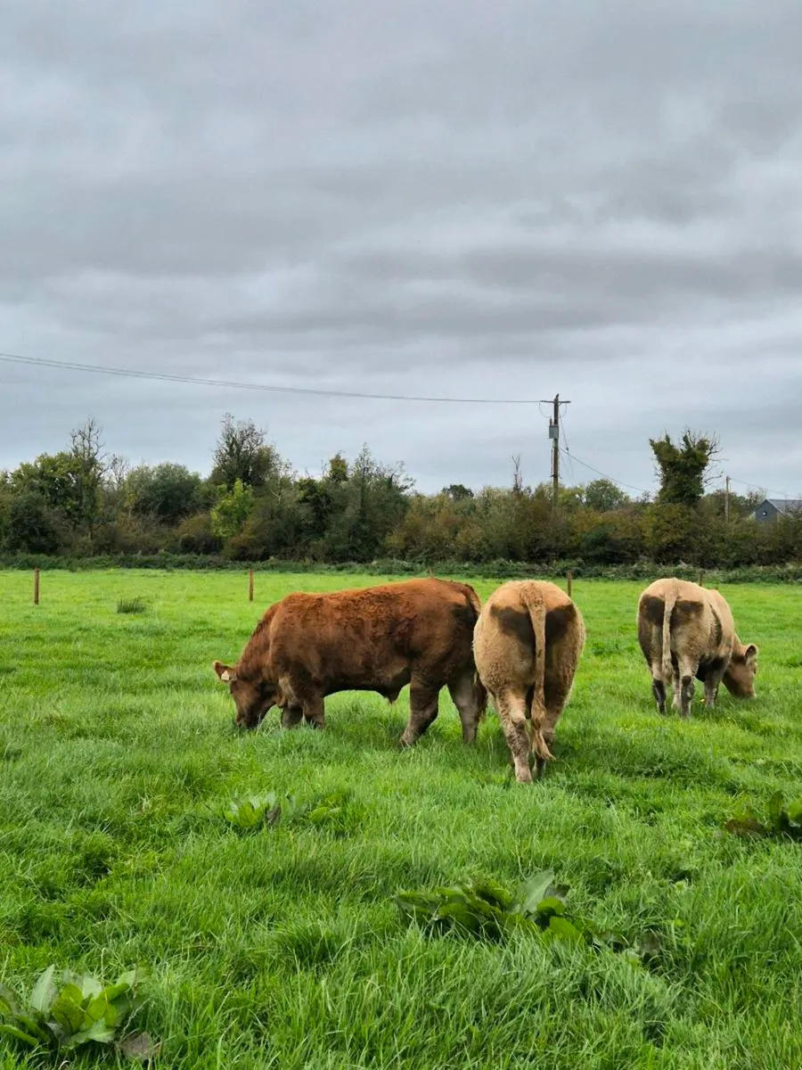 4 Smashing Bullocks Pen 106 @ Roscommon Mart - Image 2