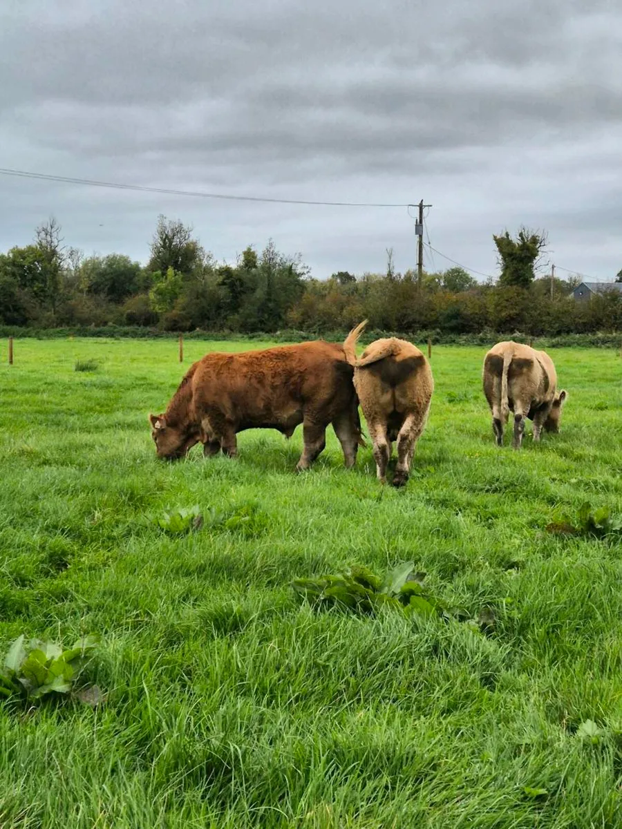 4 Smashing Bullocks Pen 106 @ Roscommon Mart - Image 3