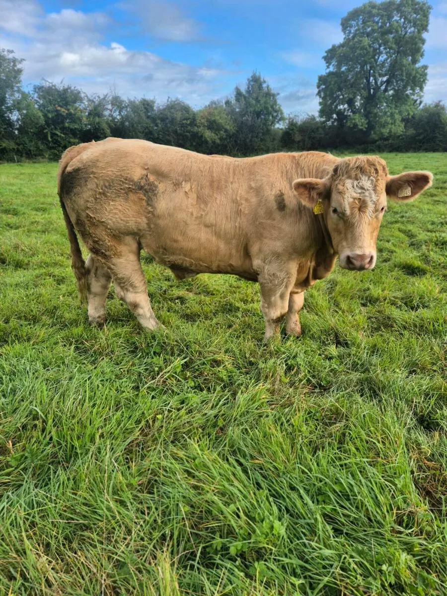 4 Smashing Bullocks Pen 106 @ Roscommon Mart - Image 4