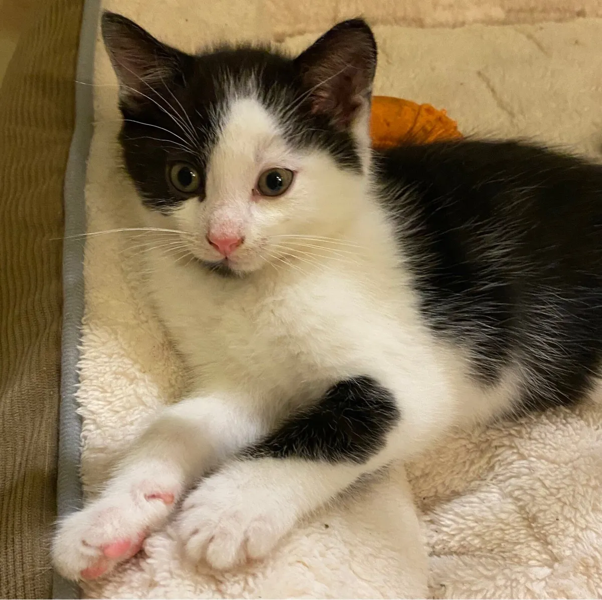 Kittens - Fluffy Tabby & Black & White, - Image 2