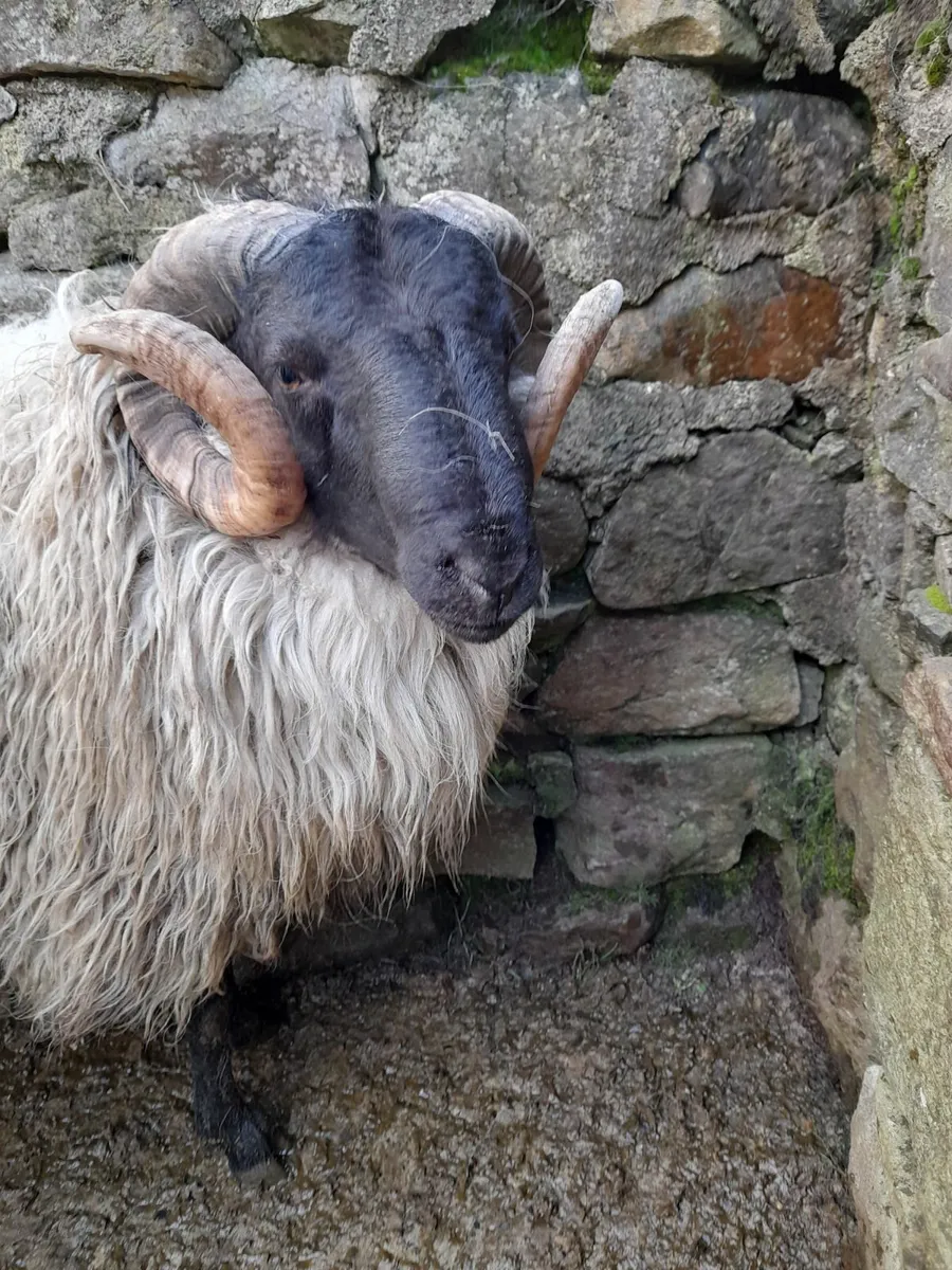 Mayo Mountain & Texel ram - Image 2