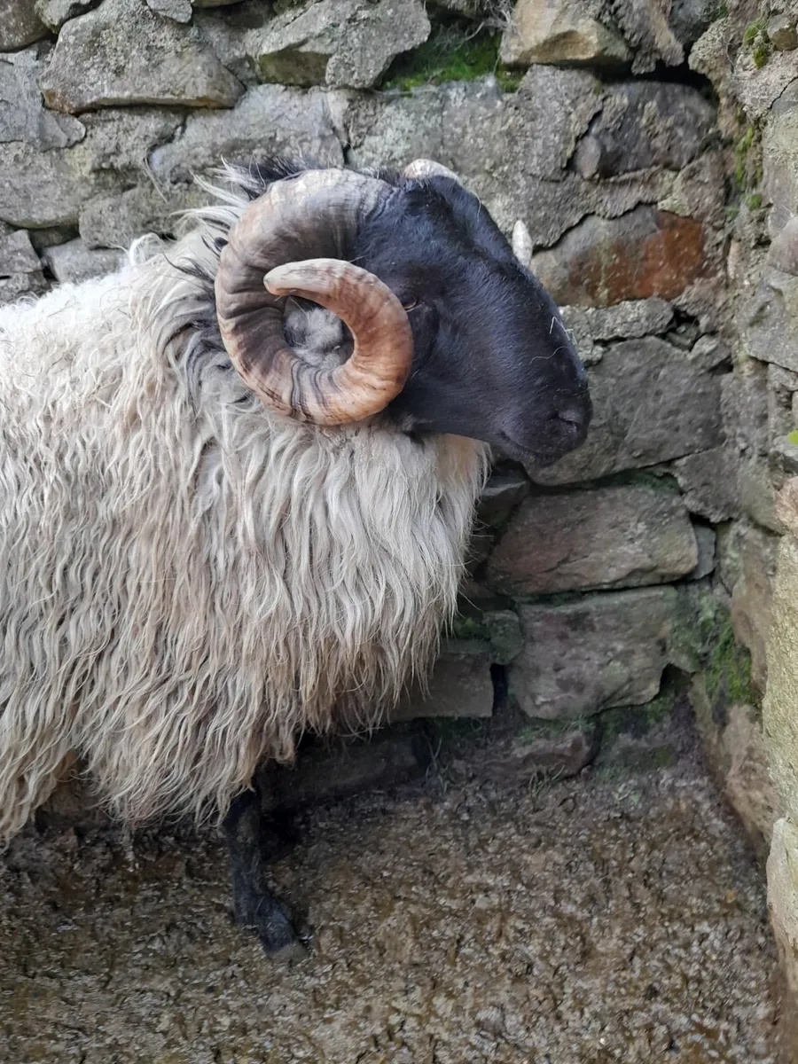 Mayo Mountain & Texel ram - Image 3