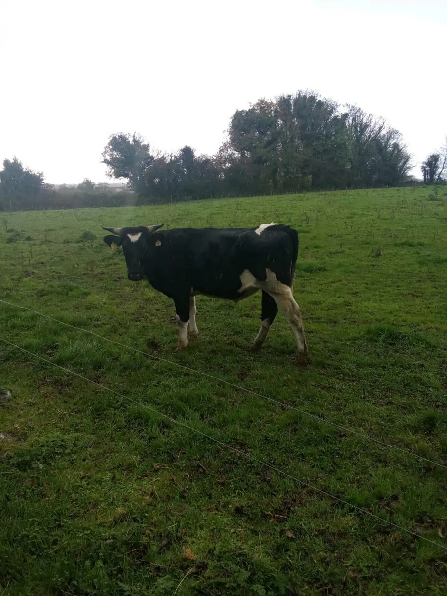 Fr bullocks - Image 2