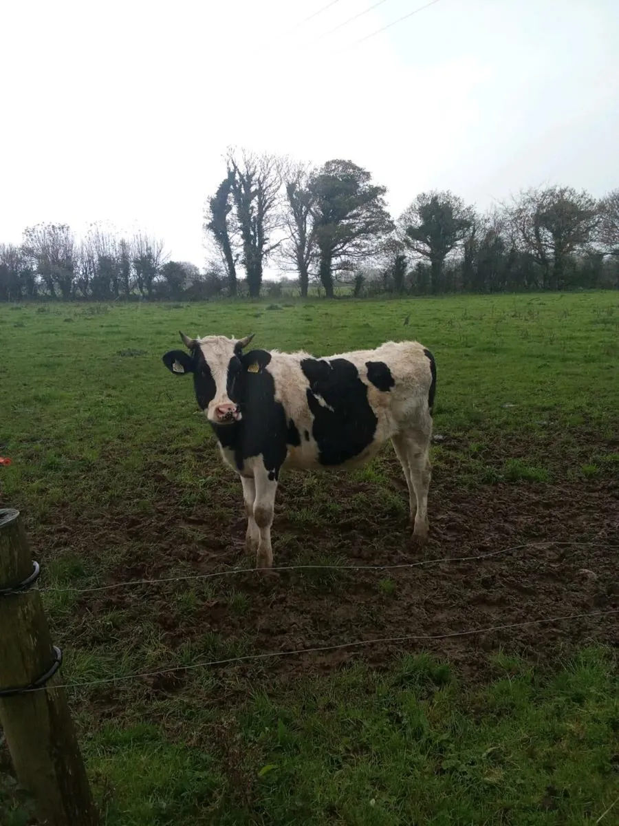 Fr bullocks - Image 3