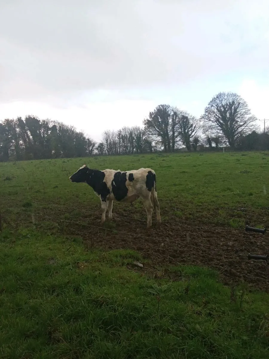 Fr bullocks - Image 4