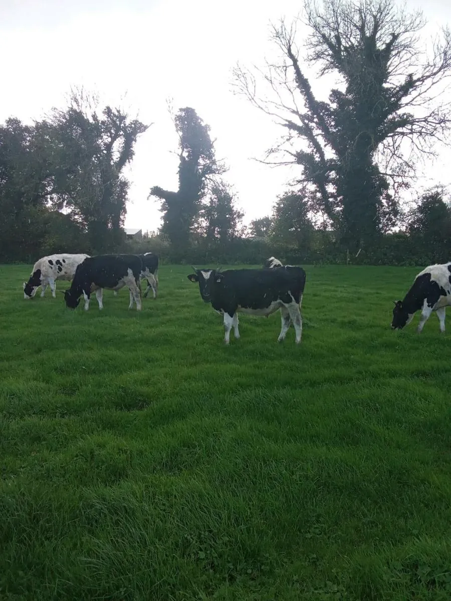 Fr bullocks - Image 1