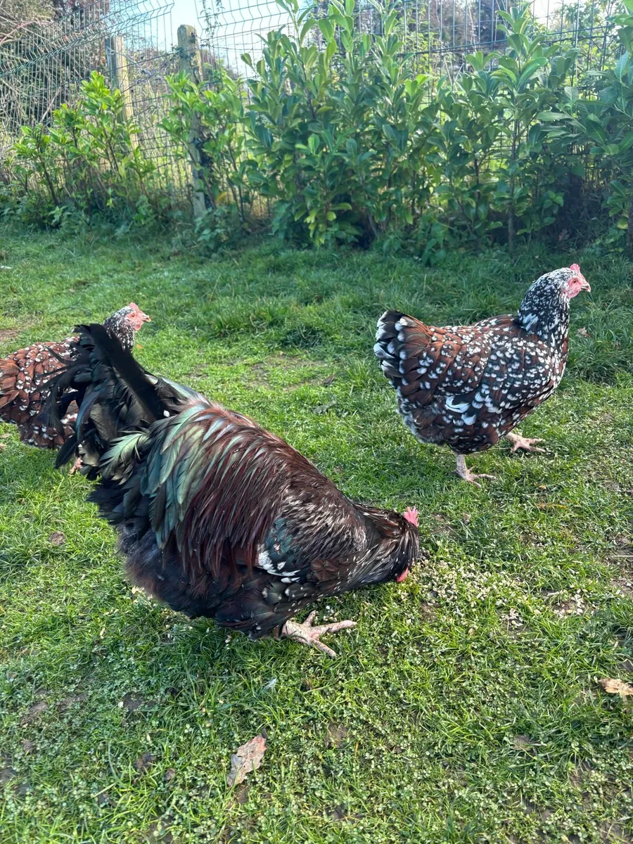 Speckled Sussex Trio - Image 2