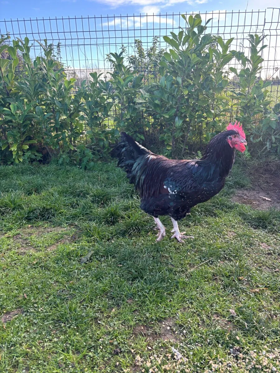 Speckled Sussex Trio - Image 3