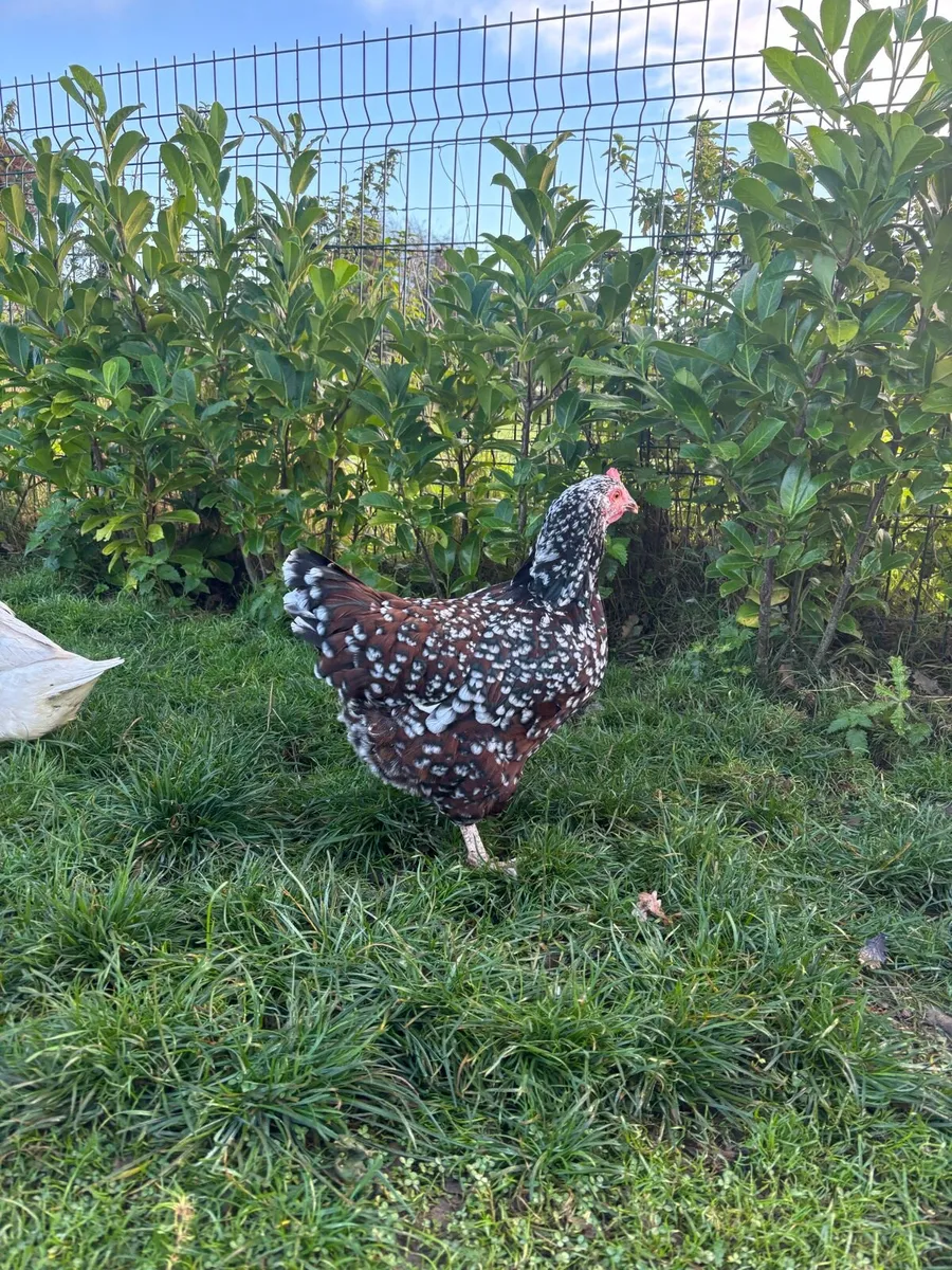 Speckled Sussex Trio - Image 4