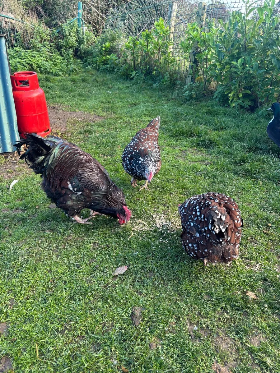 Speckled Sussex Trio - Image 1