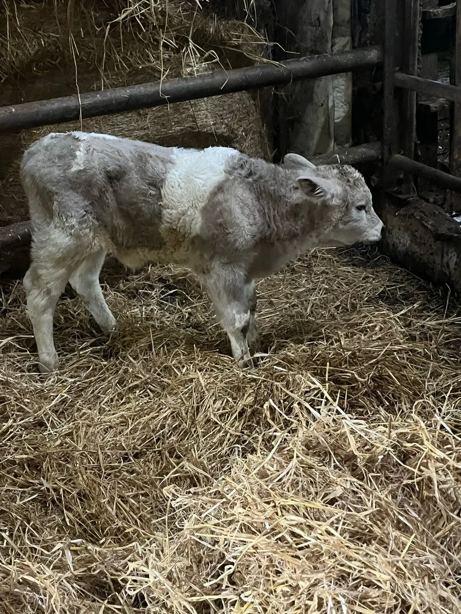 Suckler bred Charolais bull calf - Image 1