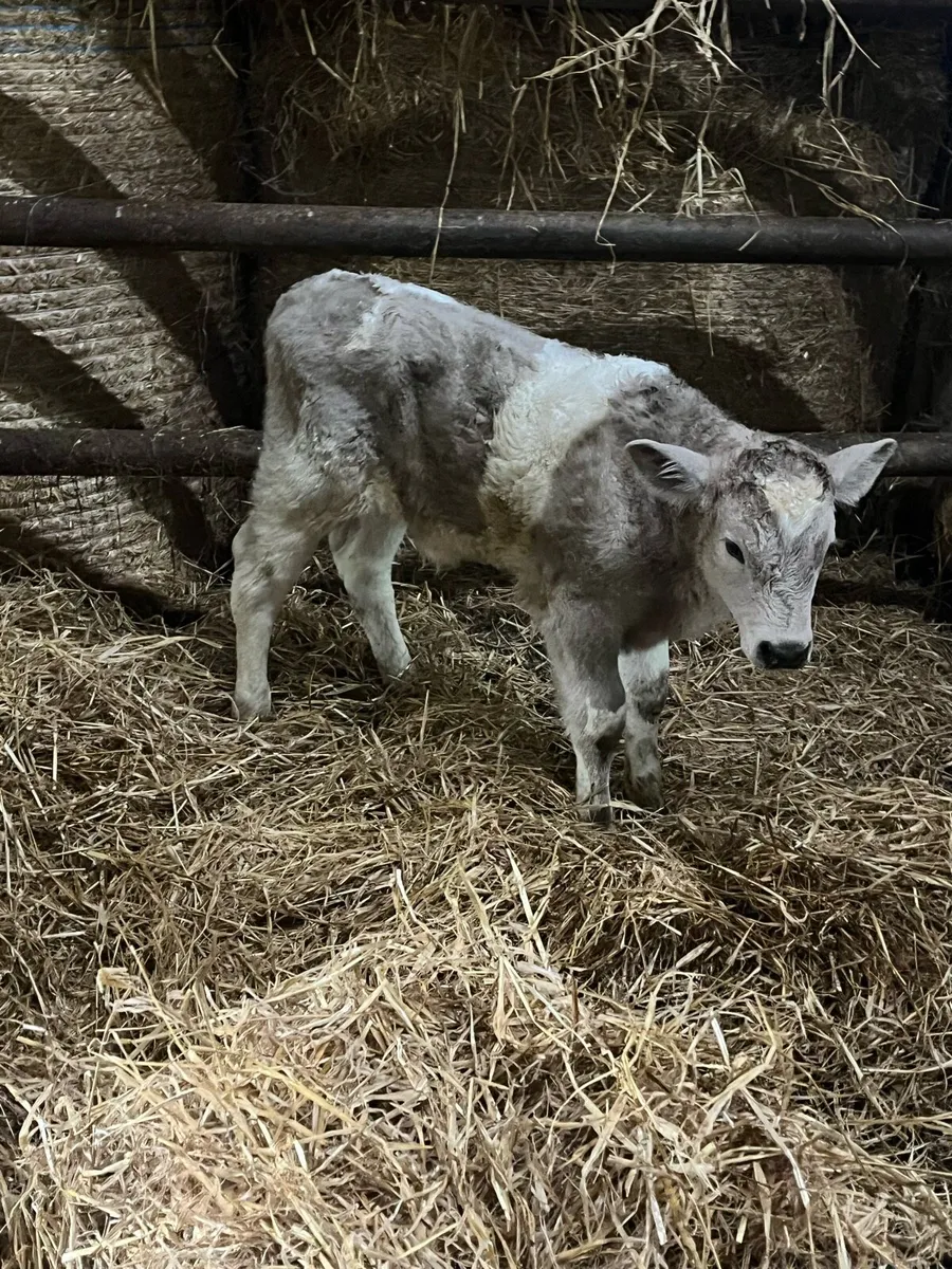 Suckler bred Charolais bull calf - Image 2