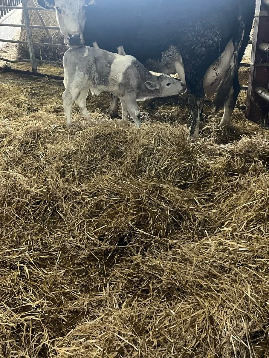 Suckler bred Charolais bull calf - Image 3